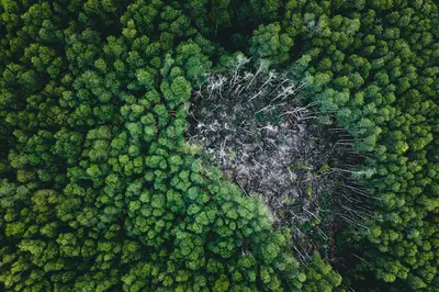 ¿Cómo afecta la deforestación al territorio brasileño?