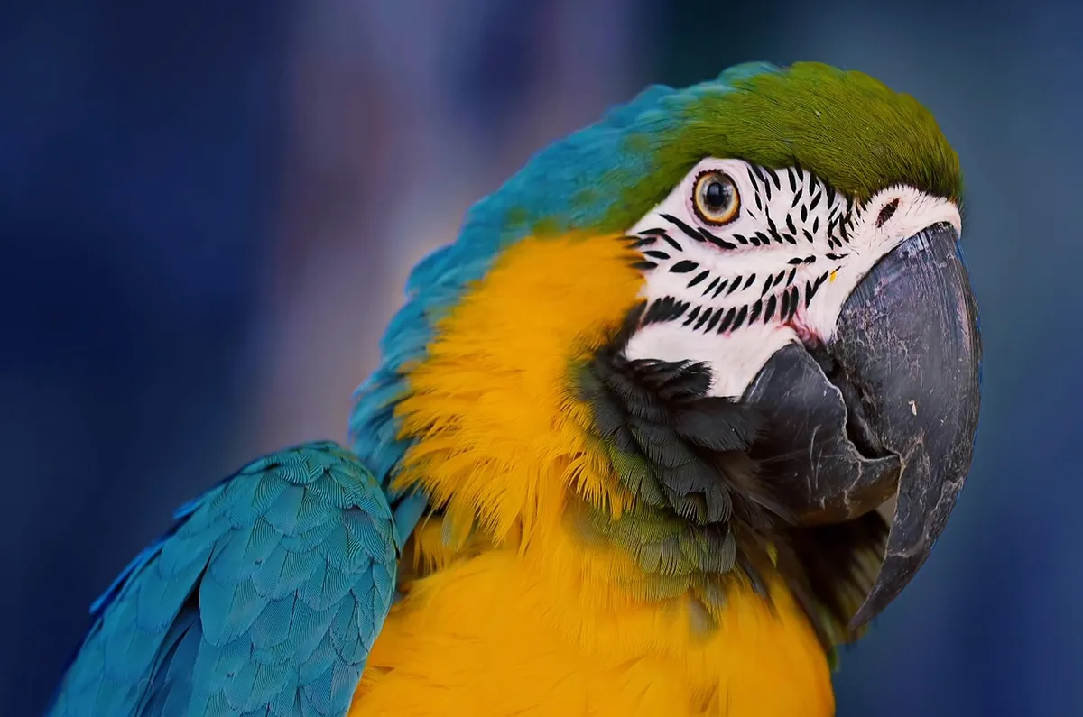 macaw, animal, bird, parrot, colorful bird, wildlife, jungle, tropical forest, forest, rainforest, nature, ecology, amazon rainforest, brazil, macaw, macaw, rai