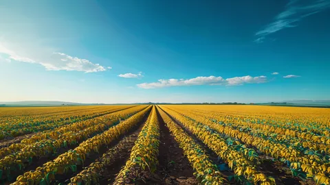 Brazil Soybeans: Leading the Global Grain Market in 2025