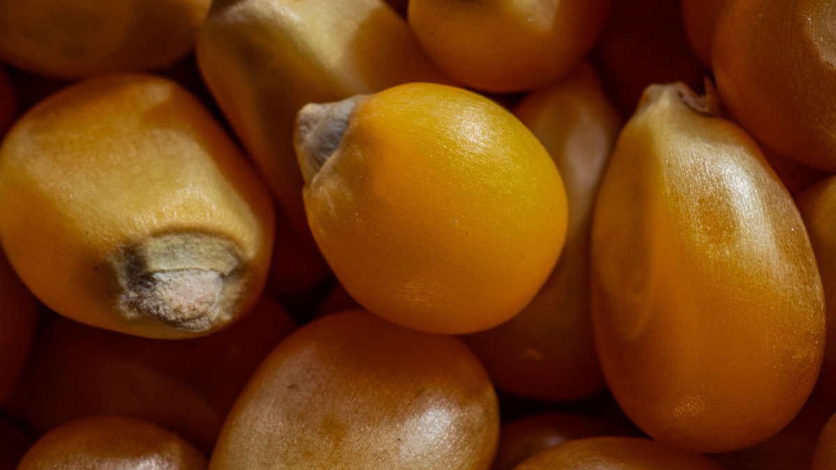 Close-up of major Brazilian agricultural exports including soybeans, corn, and livestock
