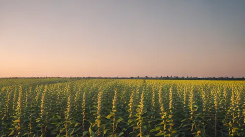 Agriculture au Brésil : un moteur de croissance de 8,5 %