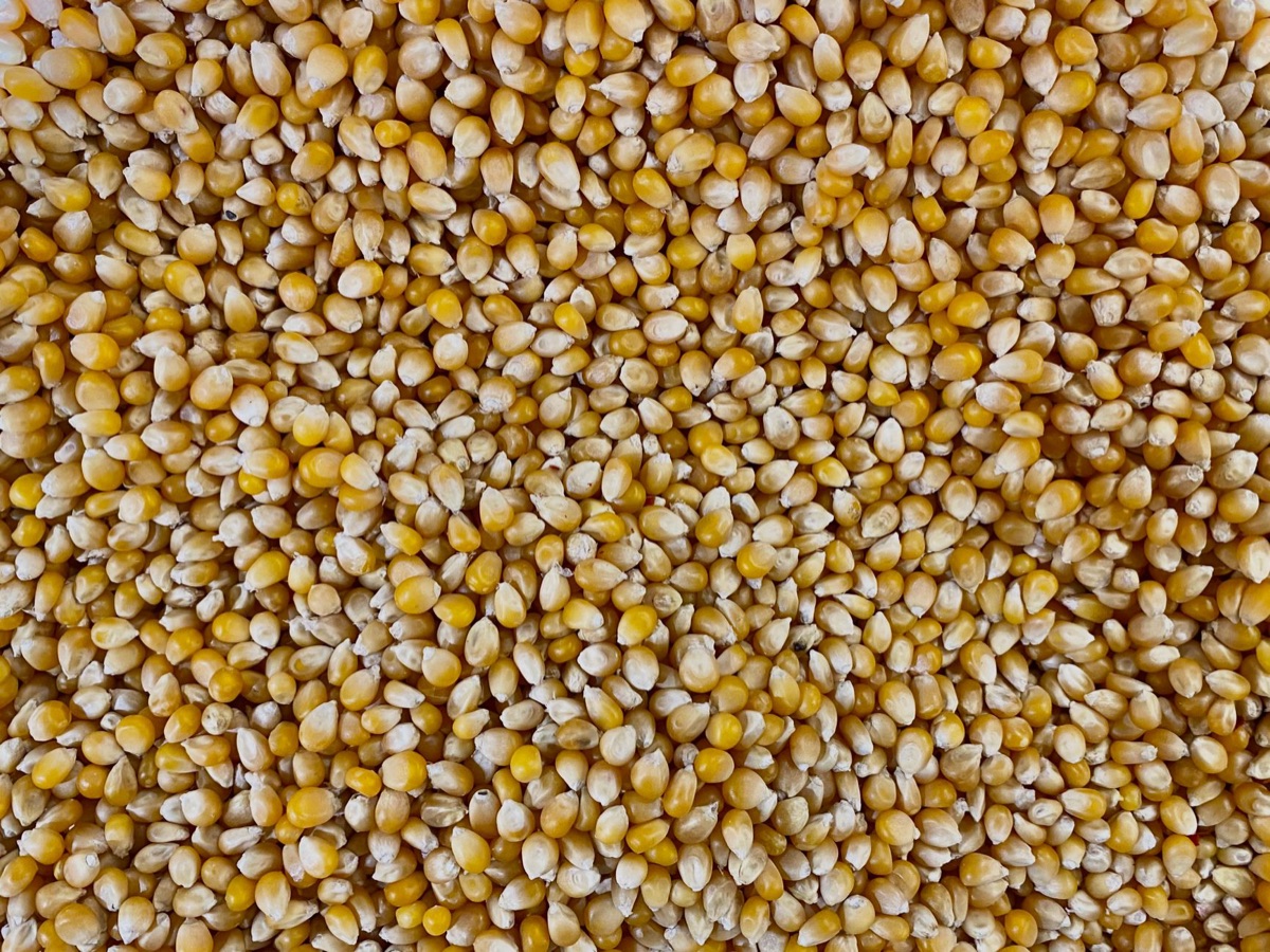 Grains de soja et de maïs pour l'exportation agricole.