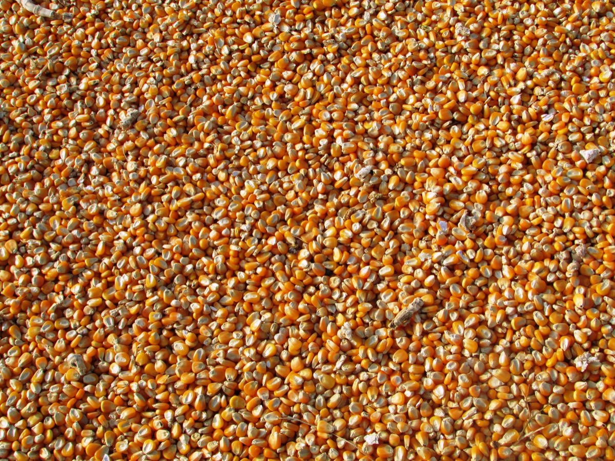 Gedroogde sojabonen en maïs voor export.