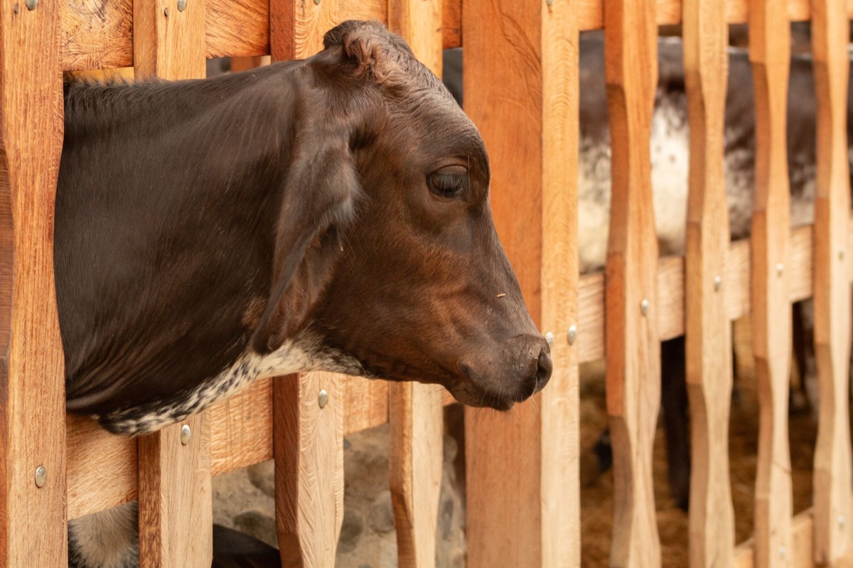 Gado sendo criado em fazendas brasileiras para exportação de carne.