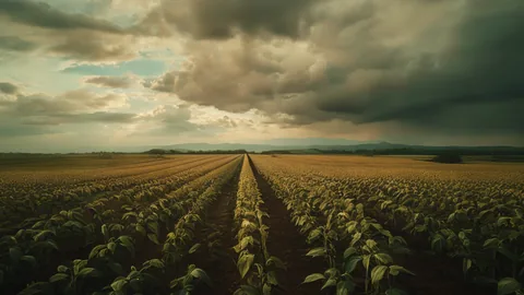 掌握全球糧價命脈：巴西大豆出口佔比突破 40% 之關鍵