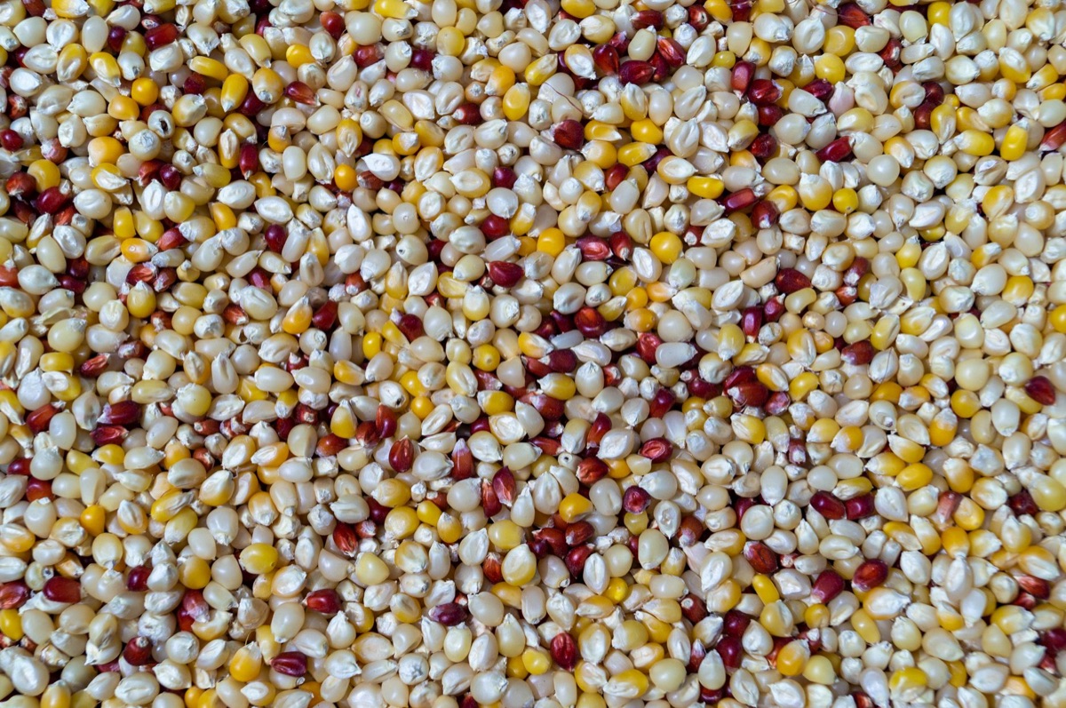 大豆與玉米穀物近照