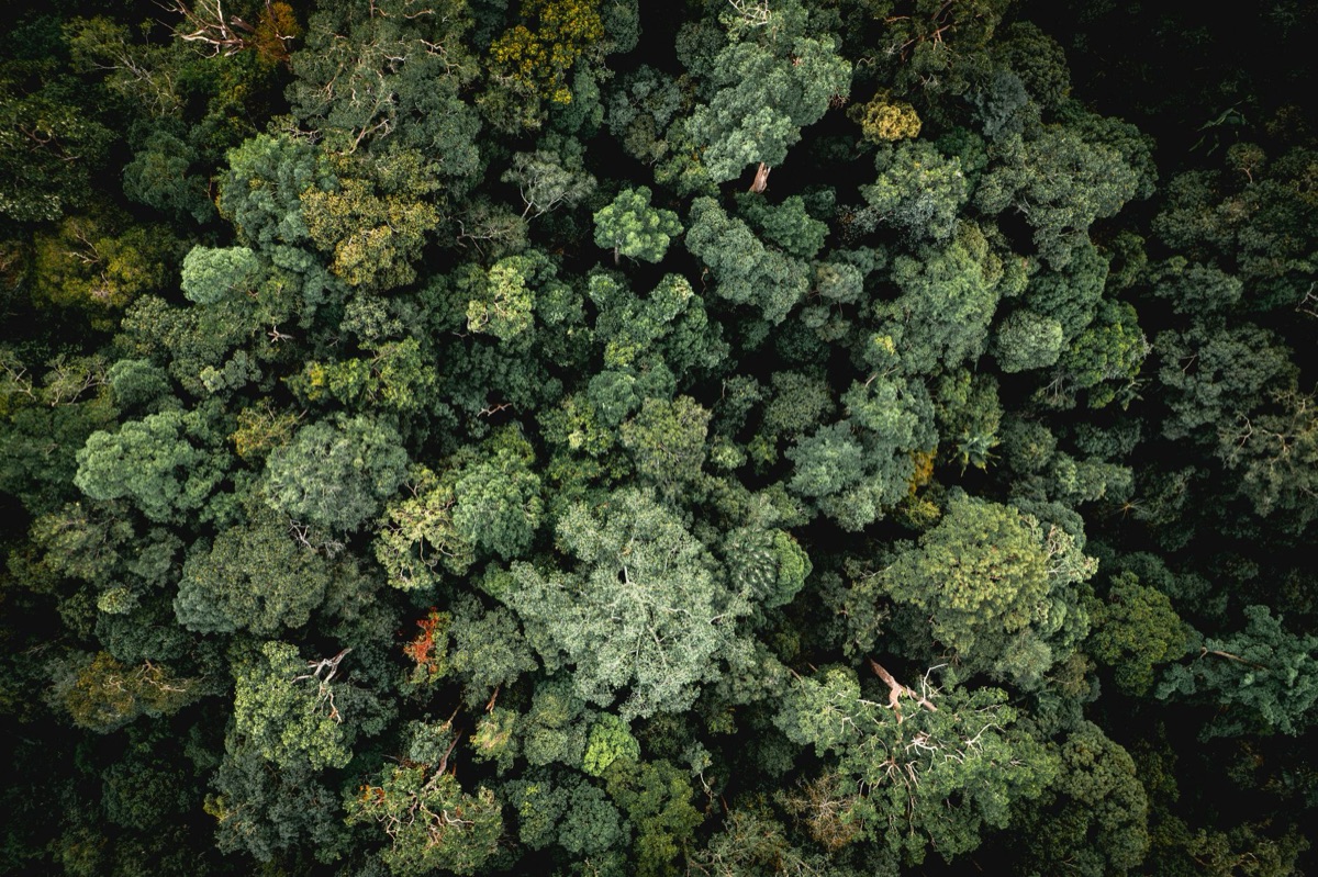 Blick auf den Amazonas-Regenwald