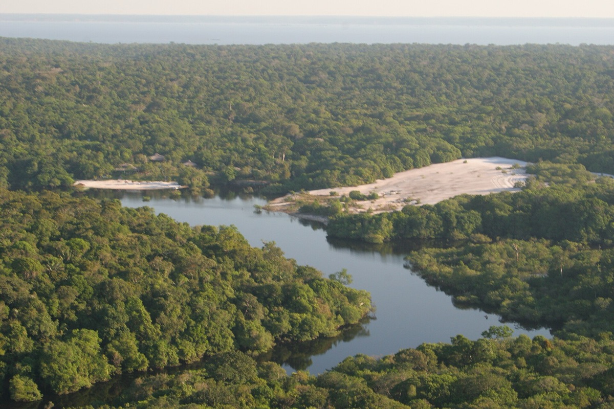 Vue aérienne de la forêt amazonienne