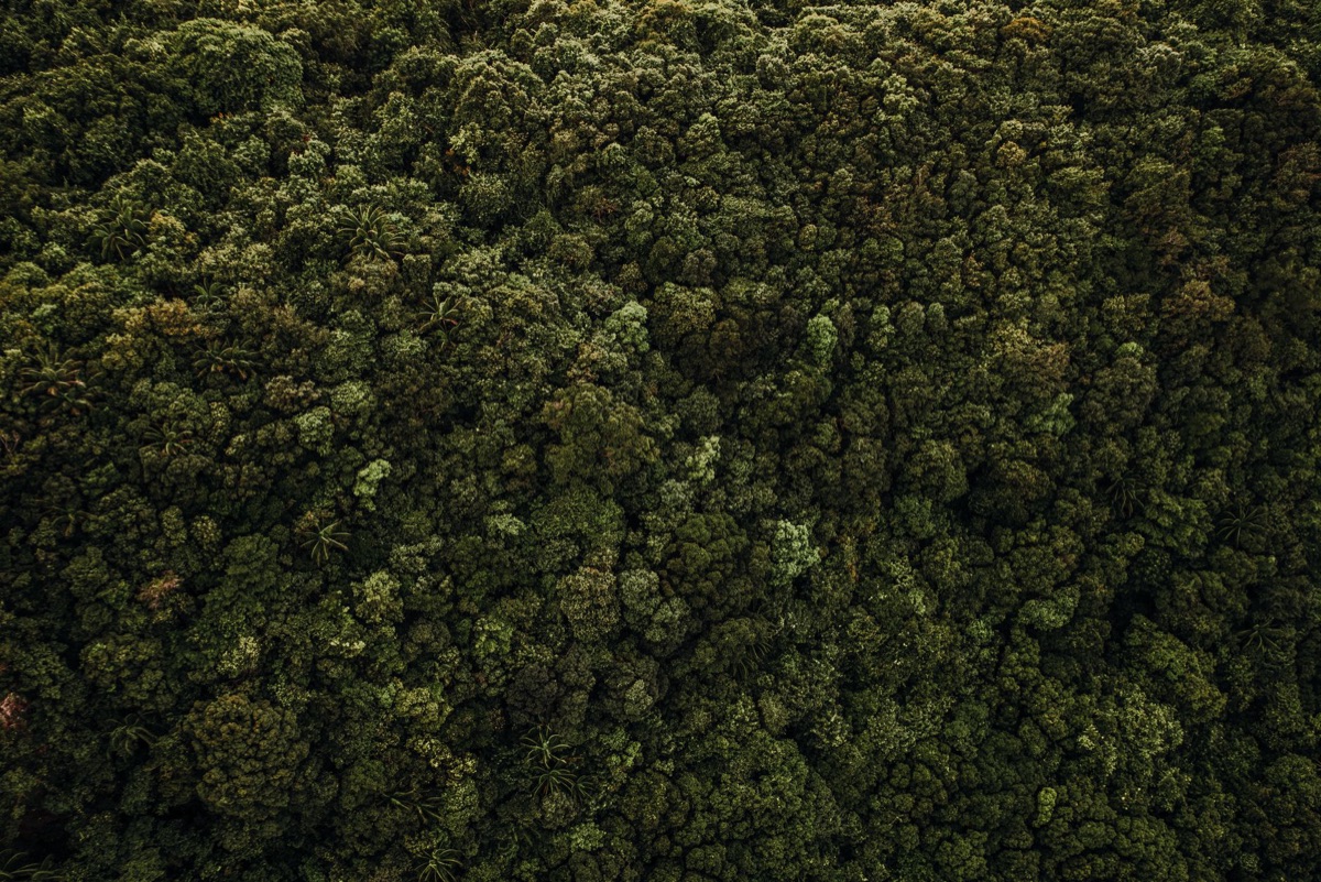 Veduta aerea della foresta amazzonica.
