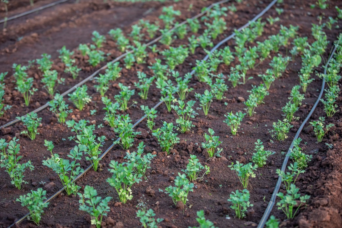 Coffee farm with irrigation system in Brazil