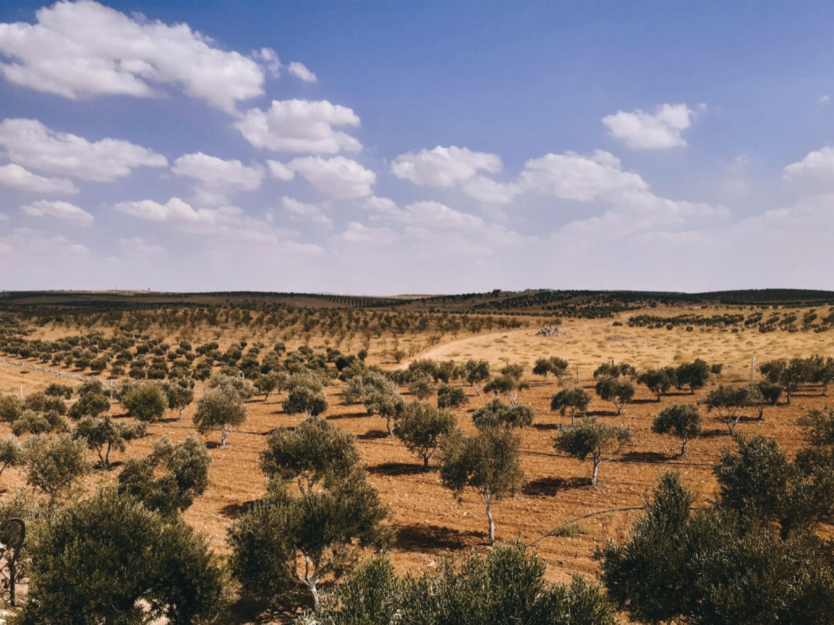 Coffee plantations under drought conditions in Brazil