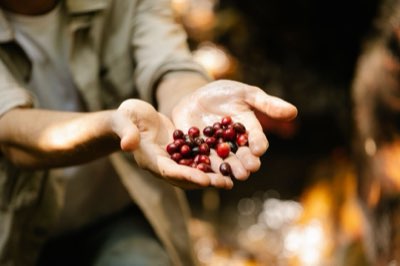 Caffè Brasiliani: Nuove Varietà e Adattamento Climatico