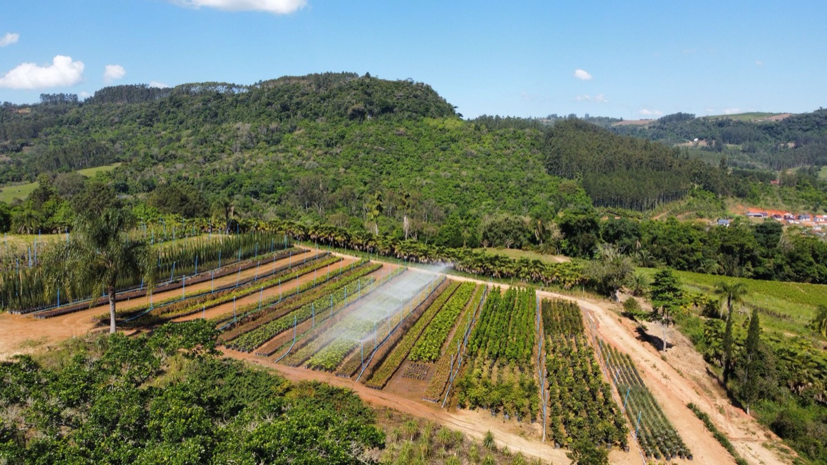 campo de café com sistema de irrigação
