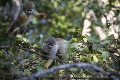 Ontbossing 50% stijging Amazônia bescherming Brazilië