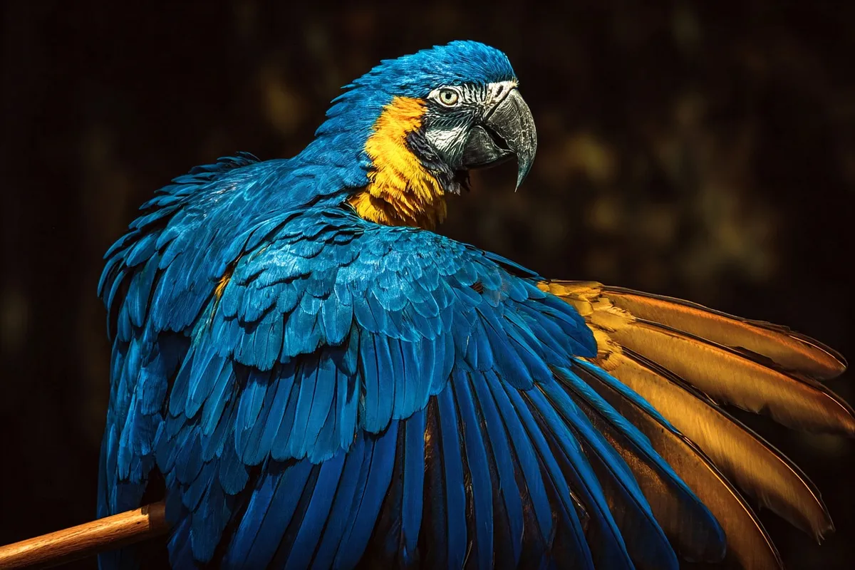 arara, bird, nature, animal, wild, pity, nozzle, tropical, flight, forest, exotic, fauna, brazil, amazon, plumage, wild animal, wildlife, wings, posture, France