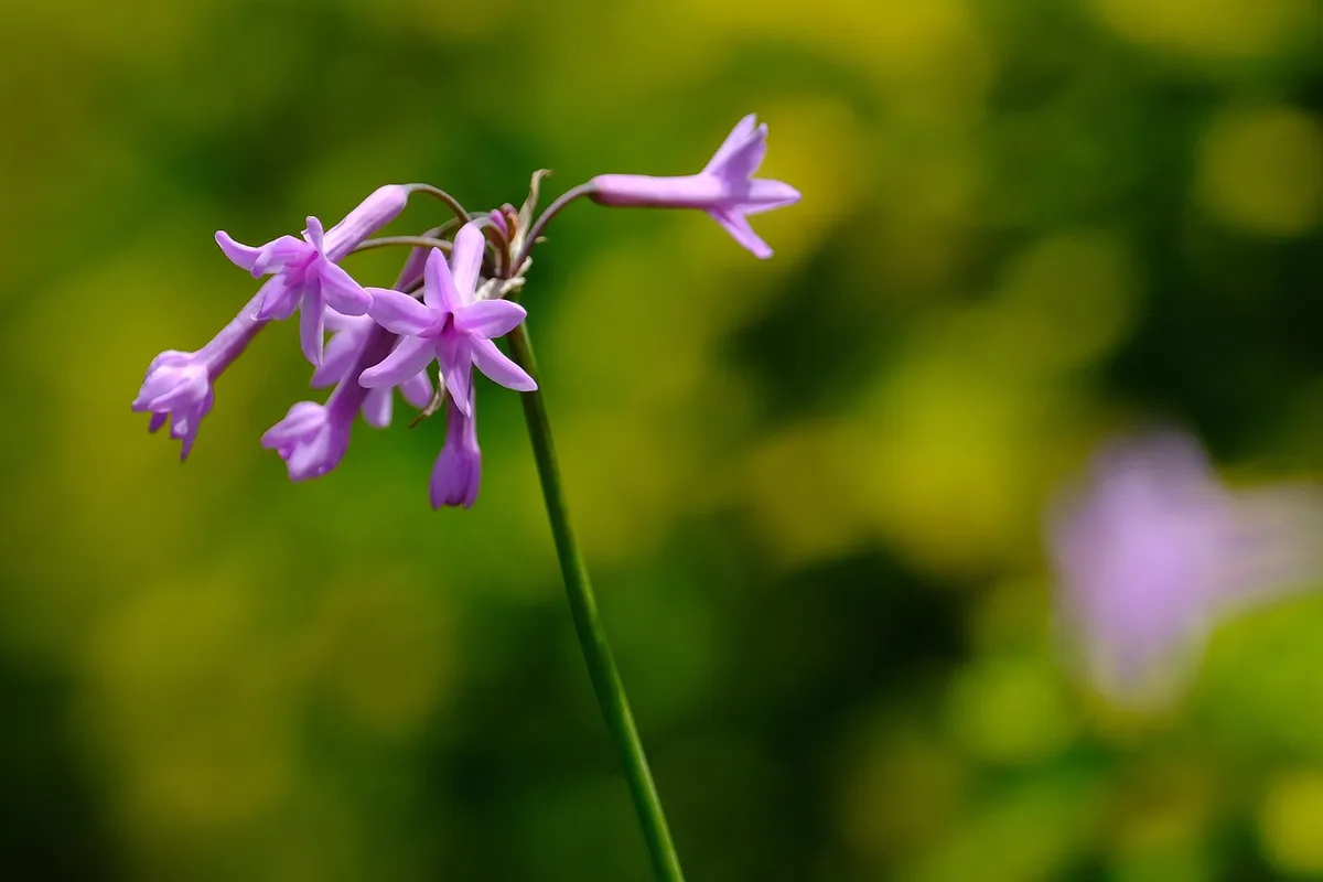 flowers, pink, flora, flower wallpaper, nature, flower background, beautiful flowers, purple, society garlic