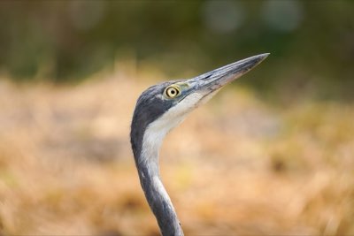 Il Ruolo Vitale delle Piccole Aziende nel Brasile di Oggi