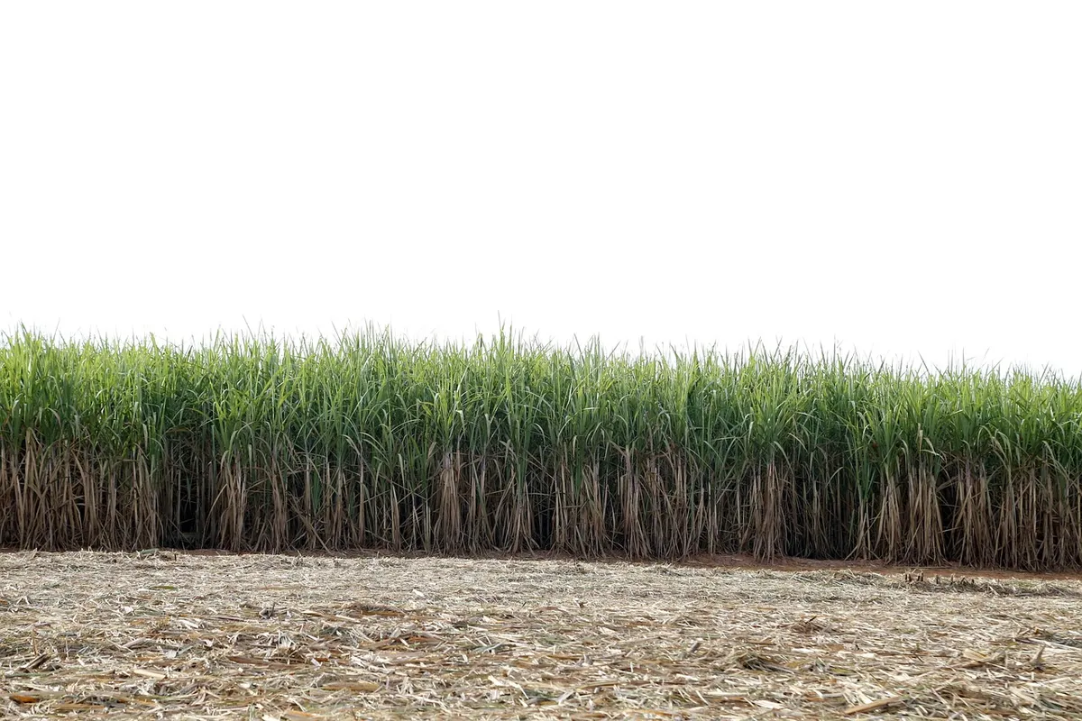 cane field, the sugar cane-of-sugar, crop, agricultural, farm, combine, harvest, brazil, goias, agriculture, ground, harvester, machining, ground, ground, groun