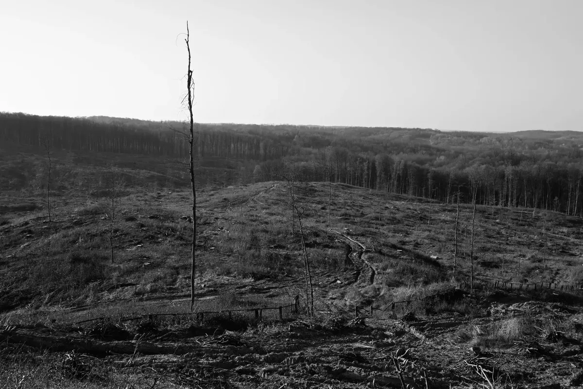 Monochrome landscape showing deforestation in Croatia.