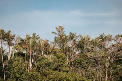 Amazon deforestation conflict: Tips for Amazon best growth