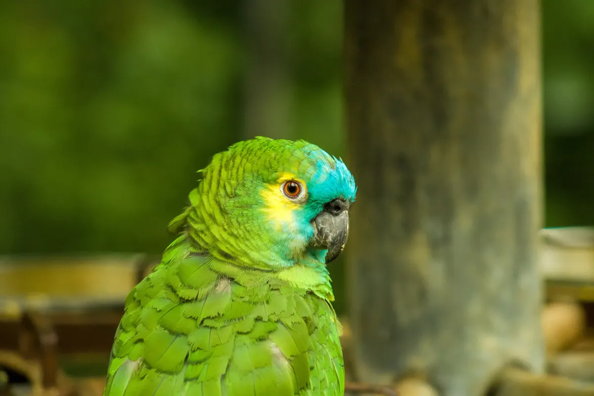 Close-up of a colorful Blue-Fronted Amazon parrot with green feathers, Brazil.