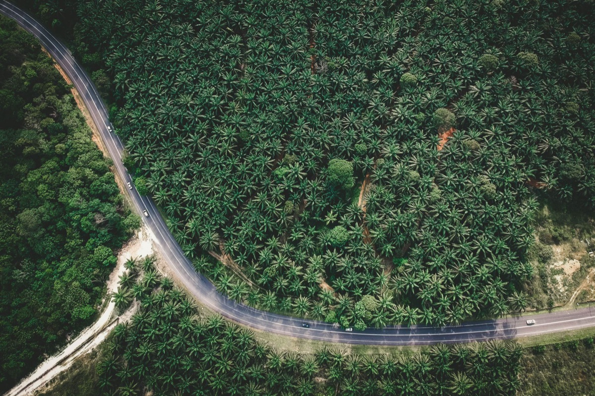 Nachhaltige Landwirtschaft als Strategie für die Amazonas-Wirtschaft.