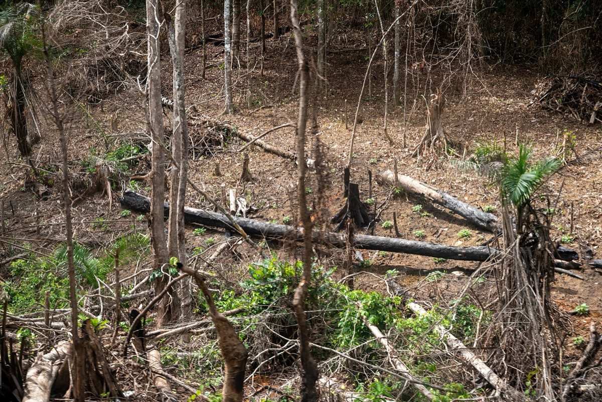 Land clearing and infrastructure in the Amazon