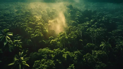 Déforestation : comparer les défis de la surveillance et des lois