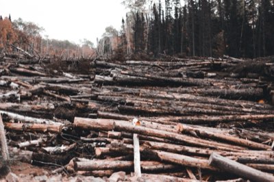 Amazon 91%: How much forest loss fuels commodity demand