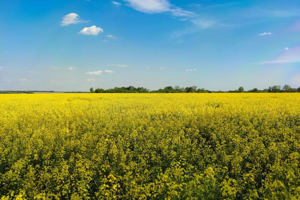 Des fleurs de canola jaunes dans un champ, en pleine floraison sous le soleil