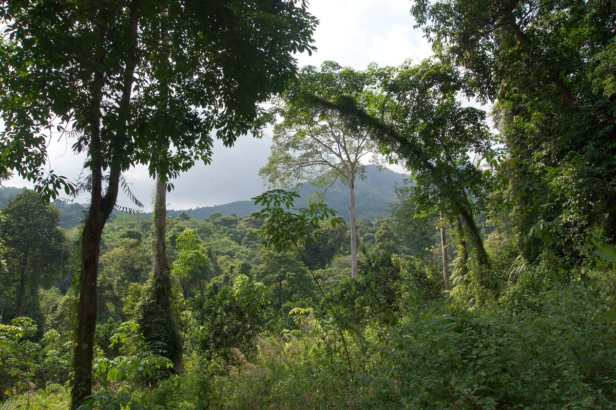 Una pioggia improvvisa: un'area di foresta intatta bagnata da acqua che scivola sui rami e sui tronchi.