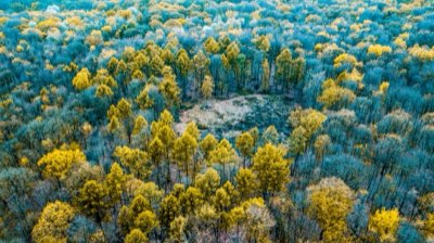 Amazone: 70% van het bos omgezet, beste tips voor behoud