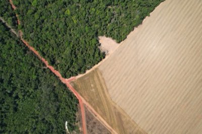 Amazônia: guia para entender a conversão do solo e o agronegócio